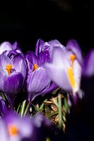Crocussen in het zonlicht 3