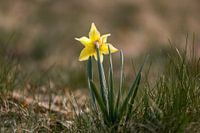 daffodil