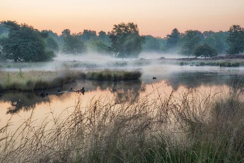 Mist boven de vennen