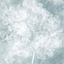 Hydrangea in the clouds by Klaartje Majoor thumbnail
