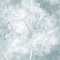 Hortensia dans les nuages