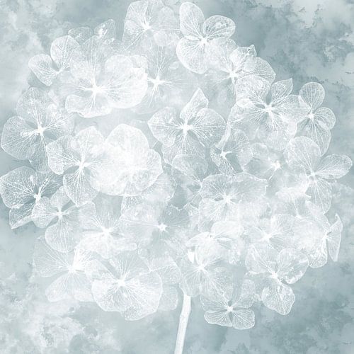 Hydrangea in the clouds