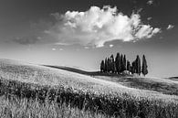 Cipressen in Toscane in Zwart-Wit van Henk Meijer Photography thumbnail