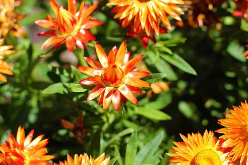 Een gazanie van Marvin Taschik