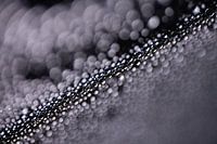 Drops