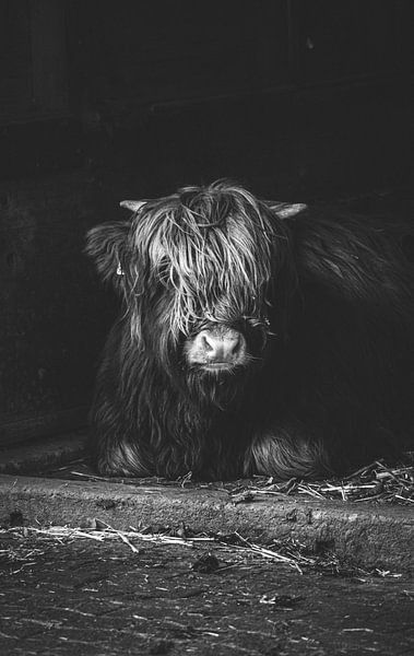 Hooglanders van lichtfuchs.fotografie