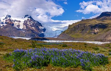 IJslandse gletsjer met lupinen van Adelheid Smitt