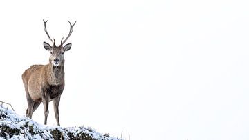 Red deer in the Scottish Highlands by Jan Linskens