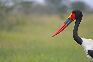 Saddle Billed Storch van ManSch