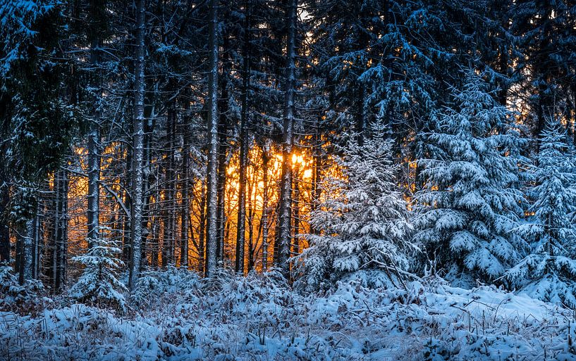 Winterbos in de Hoge Venen in vuur en vlam van Peschen Photography