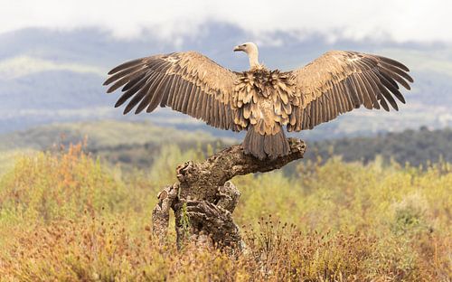 Un vautour fauve sèche ses ailes mouillées