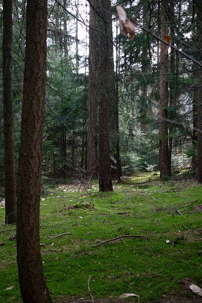 To let the forest speak by Anne Roos Van Veen