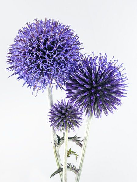 Three thistle bulbs: At different stages of life by Marjolijn van den Berg