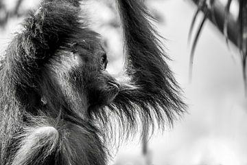 Orang-Utans in Borneo, Malaysia von Femke Ketelaar