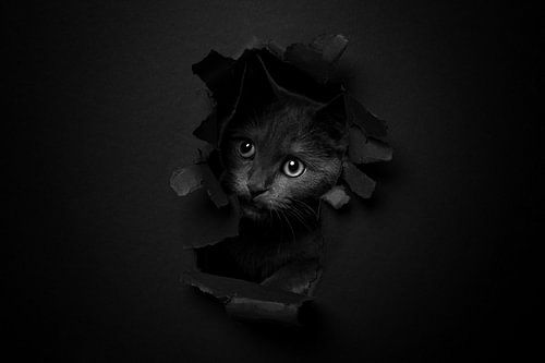 Kat