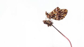 Paarse parelmoervlinder (Boloria dia) van Lore Danckers