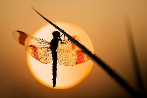 Bandheidelibel bei Sonnenaufgang