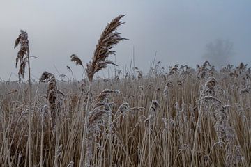 Hollandse winterlandschap van Dennis Schaefer