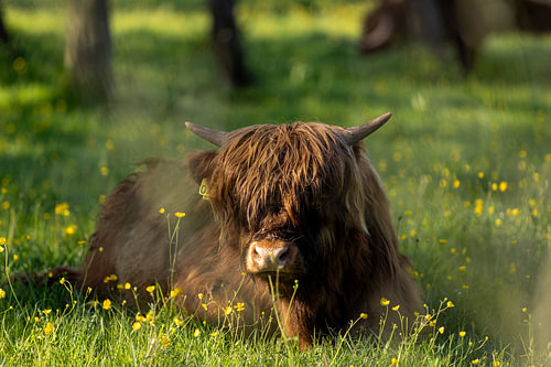 Zomerlicht in het hoge gras