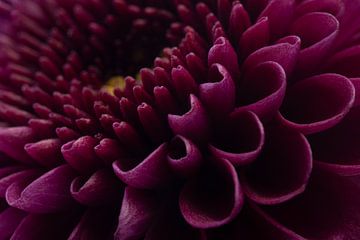 Ein Stück lila Chrysantheme von Marjolijn van den Berg