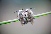 Cuddle bee