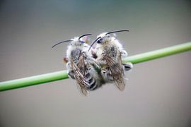 Cuddle bee by Titi-Kiekt