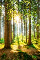 A morning in the forest with bright sunshine