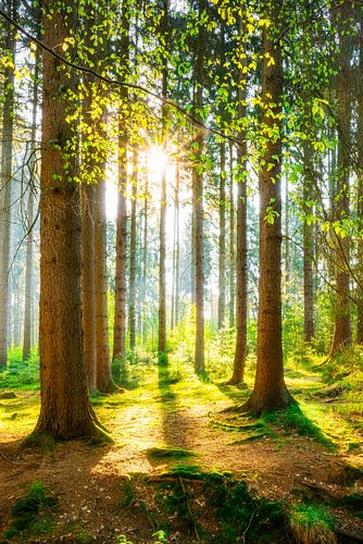 Een ochtend in het bos met felle zonneschijn