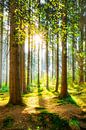 Een ochtend in het bos met felle zonneschijn van Günter Albers thumbnail