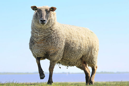Schaf auf dem Deich