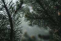 Detail of hanging raindrops after a rainy night in the mountains of Zwirren