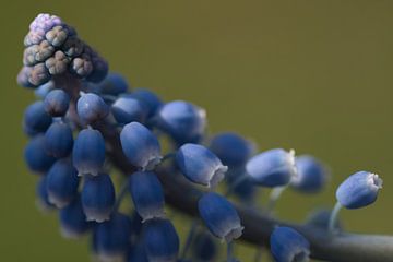 Muscari, zonlicht op het blauwe druifje van Jolanda de Jong-Jansen