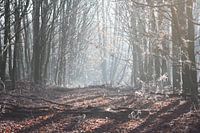 zomers winter ochtend