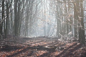zomers winter ochtend