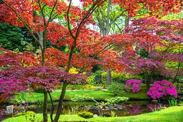 kleurrijke Japanse esdoorn in Japanse tuin in Den Haag, Holland van Jan Fritz