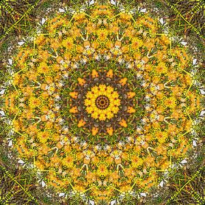 Dandelion Dream