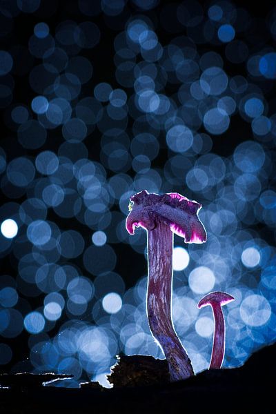 Champignon en contre-jour par Dirk-Jan Steehouwer