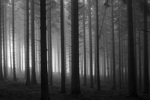 Morgennebel im Kiefernwald