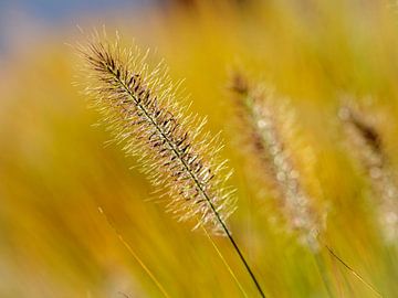 Blühendes Gras von Rob Boon