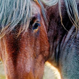 Close-up van een onverstoorbaar paard op Schier van Foto Graaf Eric