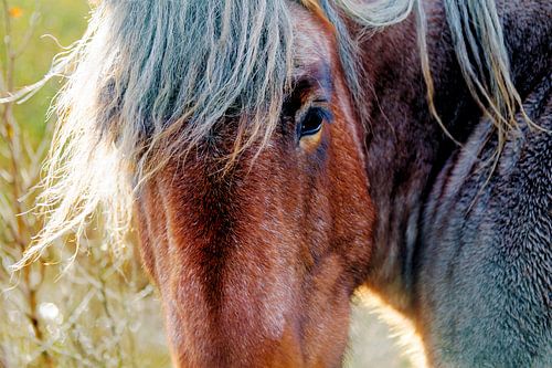 Close-up van een onverstoorbaar paard op Schier