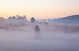 Juniper heath in the fog - Swabian Alb by Jiri Viehmann