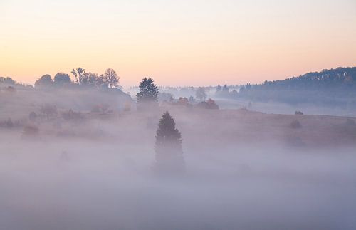 Bruyère de genévriers dans le brouillard - Souabe Alb
