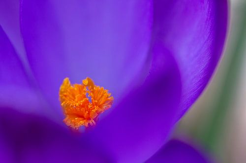 Krokus Nahaufnahme von Tineke Koen