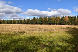 Ein Feld nach der Herbsternte von Claude Laprise