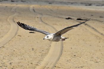 Vogel vliegt over het strand 