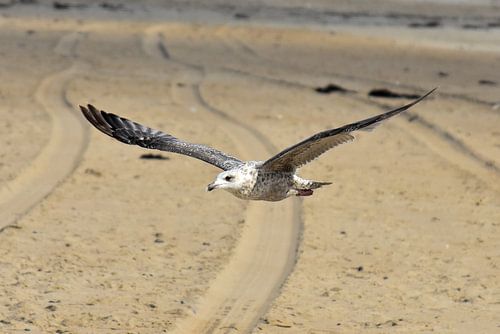 Vogel vliegt over het strand 
