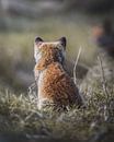 Young fox looking forward! by Tom Zwerver thumbnail