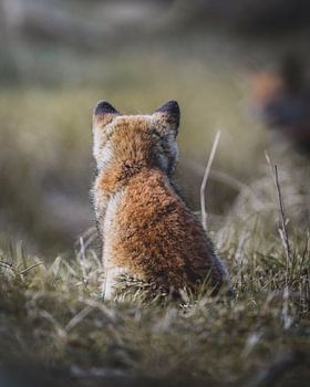 Young fox looking forward!
