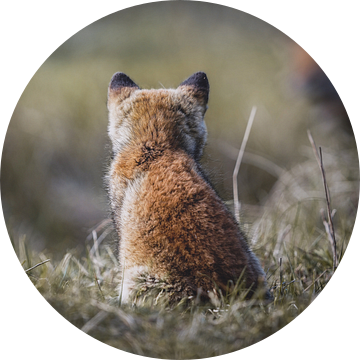 Jonge vos met een blik op de toekomst! van Tom Zwerver